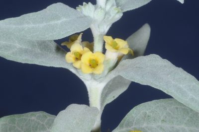 Buddleja mendozensis, photographed by aacocucci