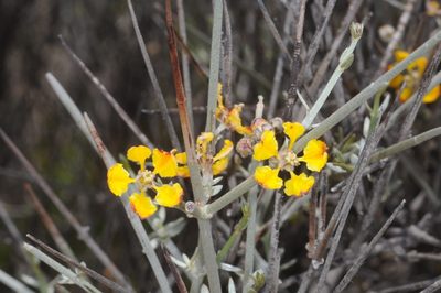Tricomaria usillo, photographed by aacocucci