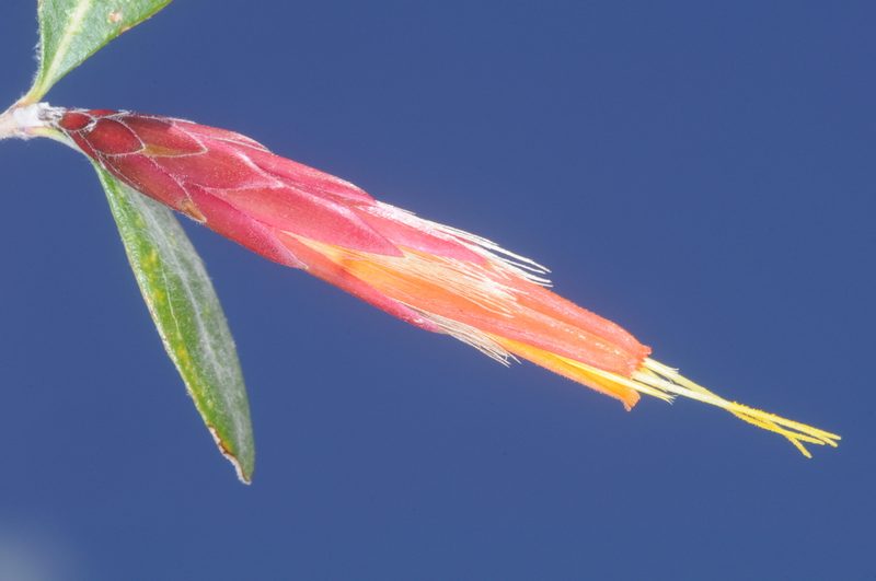 Hyaloseris rubicunda, photographed by aacocucci