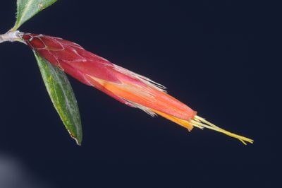 Hyaloseris rubicunda, photographed by aacocucci