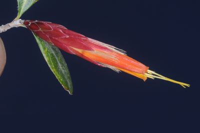 Hyaloseris rubicunda, photographed by aacocucci