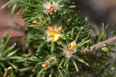 Phyllota pleurandroides, photographed by Kym Nicolson