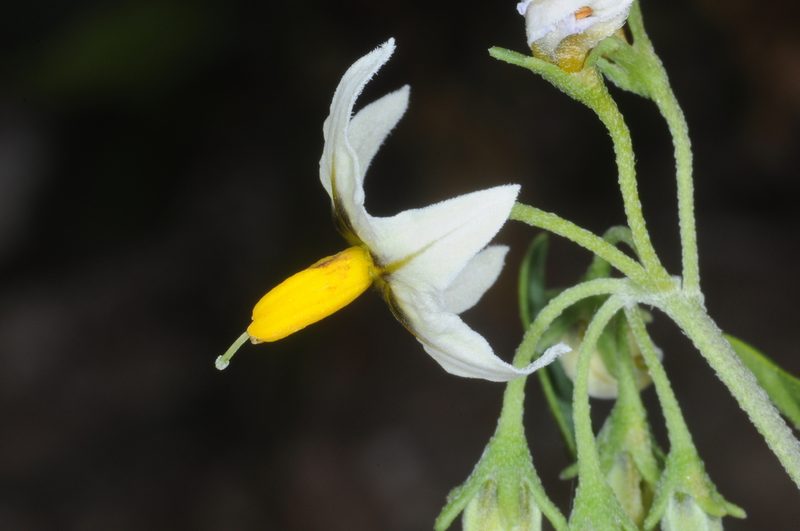 Solanum physalidicalyx, photographed by aacocucci