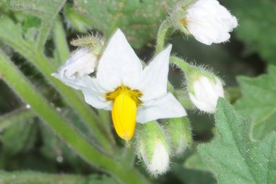 Solanum physalidicalyx, photographed by aacocucci