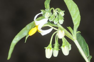 Solanum physalidicalyx, photographed by aacocucci