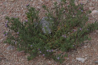 Nama undulata, photographed by aacocucci