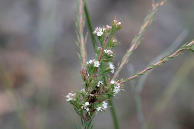 Leucopogon glacialis, photographed by Kym Nicolson