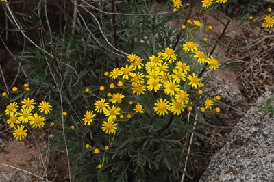 Senecio rudbeckiifolius, photographed by aacocucci