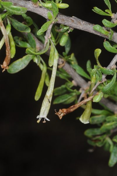 Lycium gilliesianum, photographed by aacocucci
