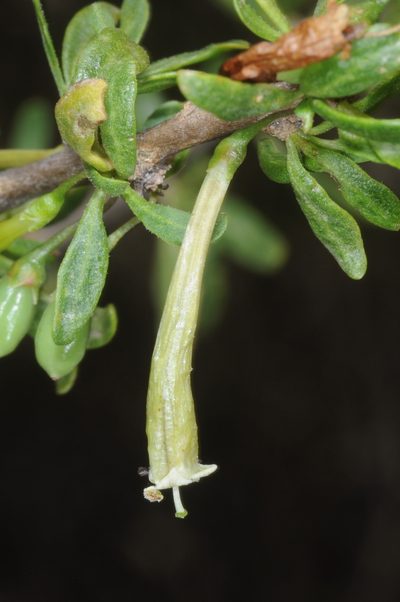Lycium gilliesianum, photographed by aacocucci