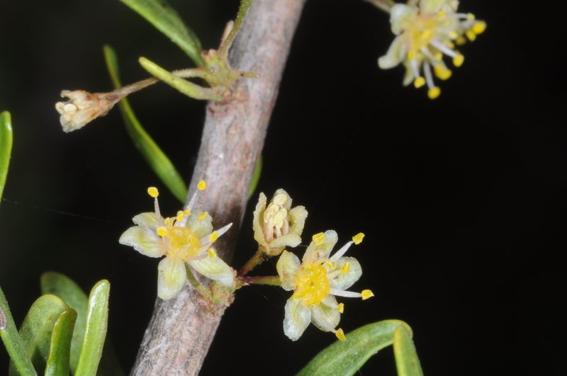 Schinus talampaya, photographed by aacocucci