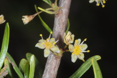 Schinus talampaya, photographed by aacocucci