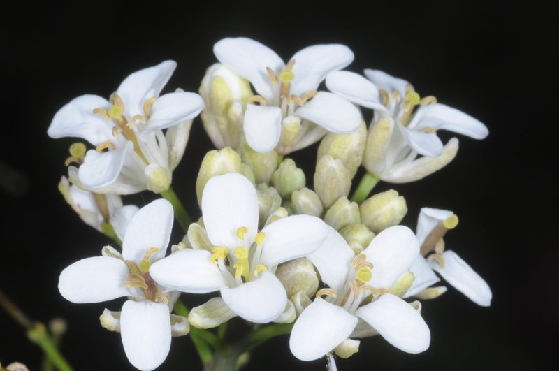 Mostacillastrum orbignyanum, photographed by aacocucci