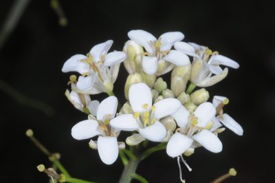 Mostacillastrum orbignyanum, photographed by aacocucci