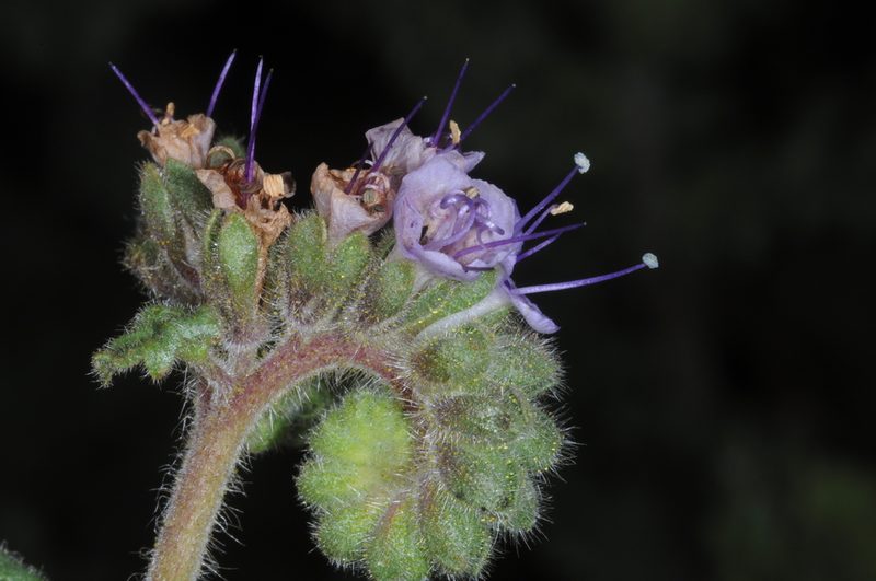 Phacelia nana, photographed by aacocucci