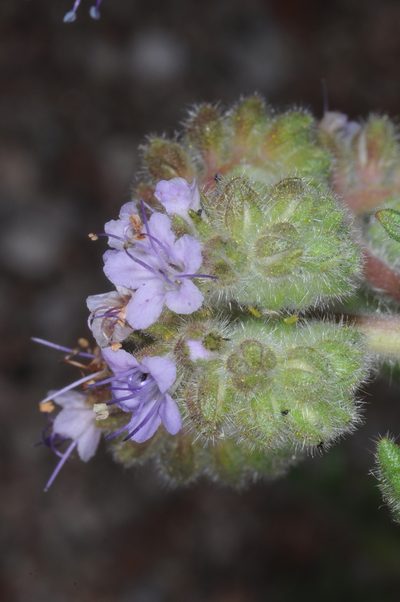Phacelia nana, photographed by aacocucci