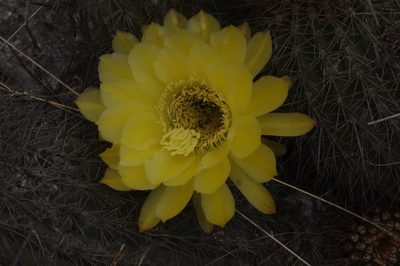 Soehrensia huascha, photographed by aacocucci