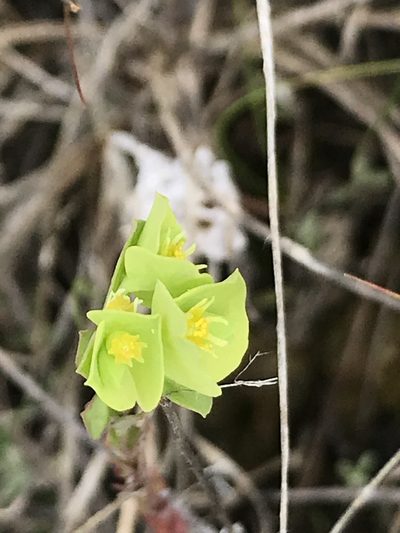 Euphorbia longicruris, photographed by saltyhiker