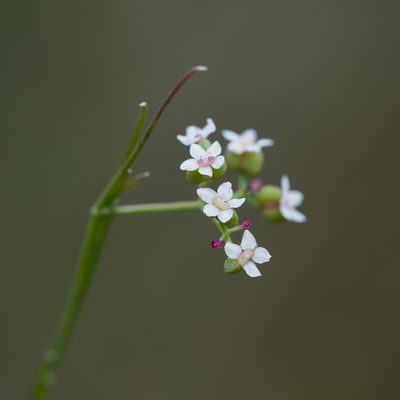 Platysace heterophylla, photographed by Kym Nicolson