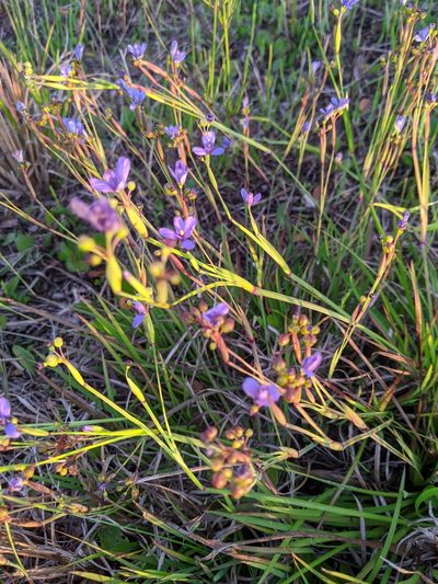 Sisyrinchium nashii, photographed by RD