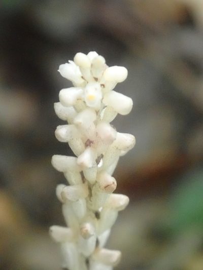 Wullschlaegelia aphylla, photographed by Tsssss