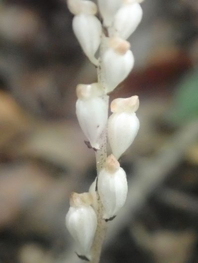 Wullschlaegelia aphylla, photographed by Tsssss