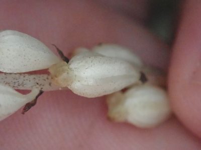 Wullschlaegelia aphylla, photographed by Tsssss