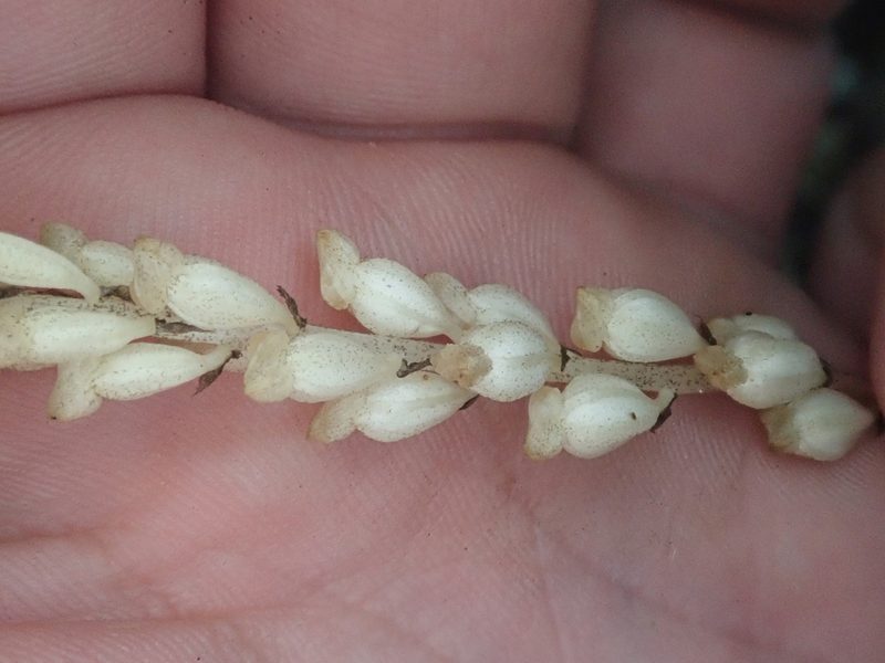 Wullschlaegelia aphylla, photographed by Tsssss