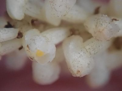Wullschlaegelia aphylla, photographed by Tsssss