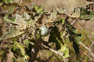 Solanum marginatum, photographed by stephen