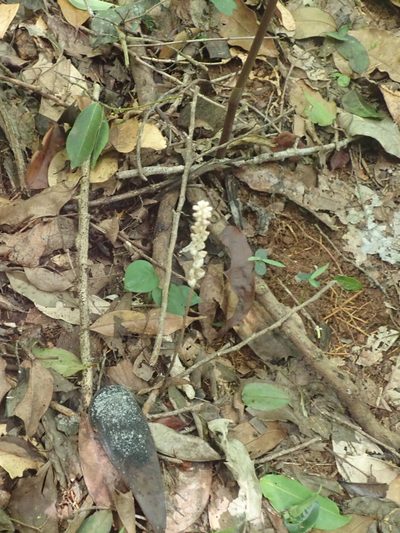Wullschlaegelia aphylla, photographed by Tsssss