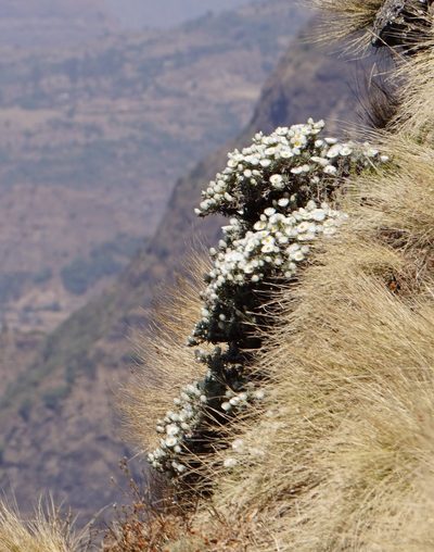 Helichrysum citrispinum, photographed by stephen