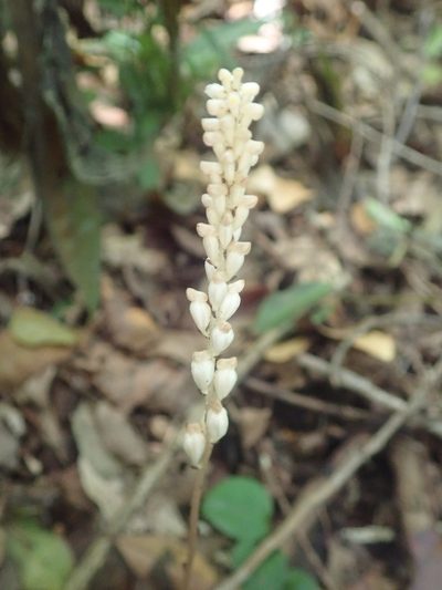 Wullschlaegelia aphylla, photographed by Tsssss