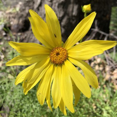 Coreopsis maritima, photographed by Kristen Francis