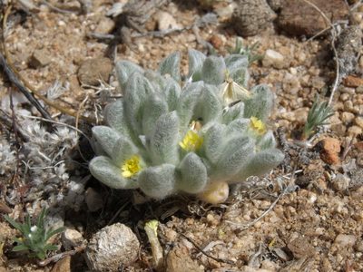 Eatonella nivea, photographed by Jim Morefield