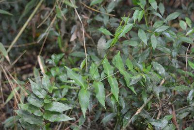 Anemia phyllitidis, photographed by B. Phalan