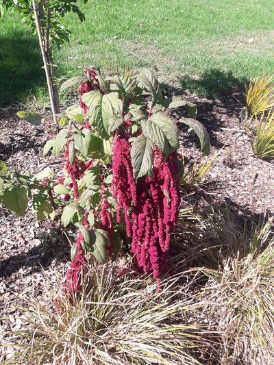 Amaranthus caudatus, photographed by Peter de Lange