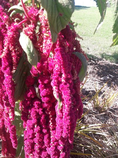 Amaranthus caudatus, photographed by Peter de Lange