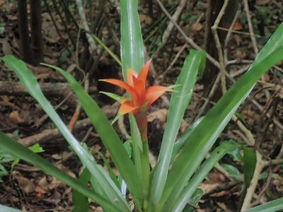Canistropsis billbergioides, photographed by Tsssss