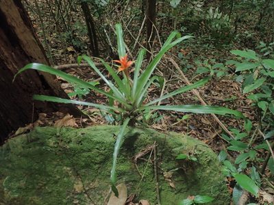 Canistropsis billbergioides, photographed by Tsssss
