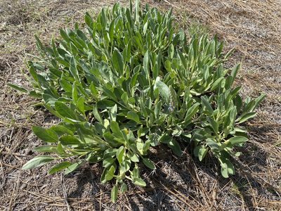 Lupinus diffusus, photographed by Alan Weakley