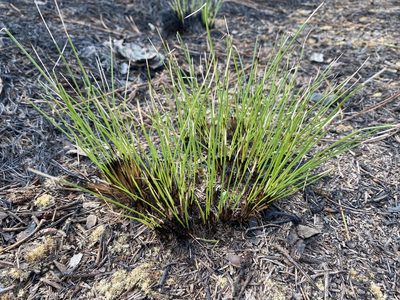 Aristida stricta, photographed by Alan Weakley