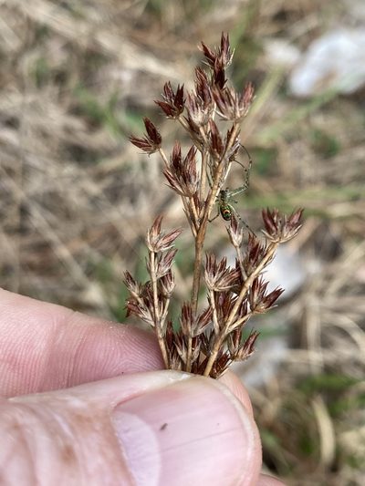 Juncus trigonocarpus, photographed by Alan Weakley