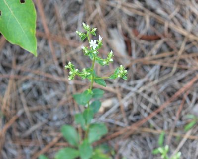 Sericocarpus asteroides, photographed by Ashwin Srinivasan