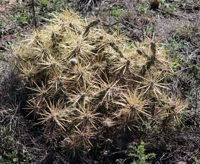 Cylindropuntia davisii, photographed by Catherine C. Galley