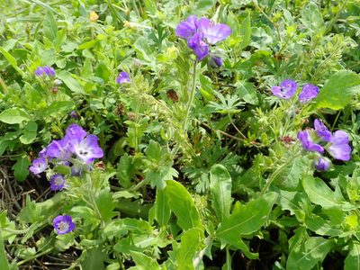 Phacelia patuliflora, photographed by Clifton Ladd, C.W.B.