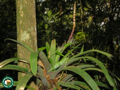 Vriesea bituminosa, photographed by Diogo Luiz