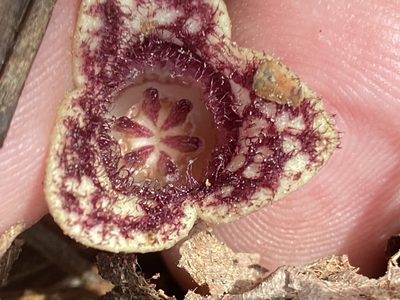 Asarum sorriei, photographed by Alan Weakley