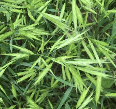 Bromus lanceolatus, photographed by Tyler Cannon