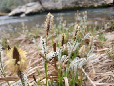 Carex torta, photographed by Sam Taylor